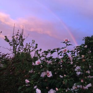 A view of a rainbow over a flowery garden with the sky's tone matching the flowers.