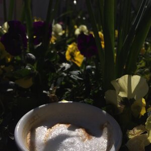 Valmandin cappuccino amongst spring flowers